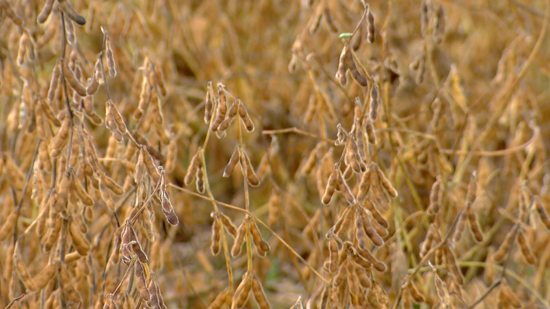 U.S.–China soybean agreement brings hope to Delaware growers